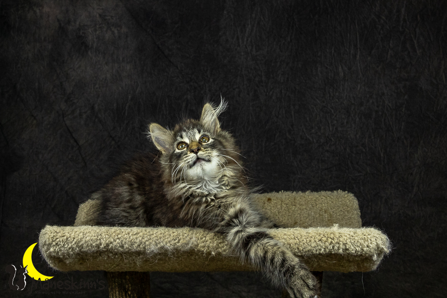 Olrik (101 Tage alt)