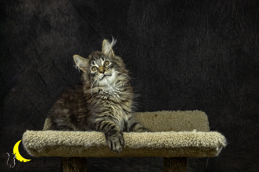 Olrik (101 Tage alt)