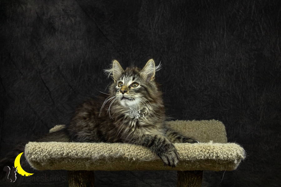 Olrik (101 Tage alt)