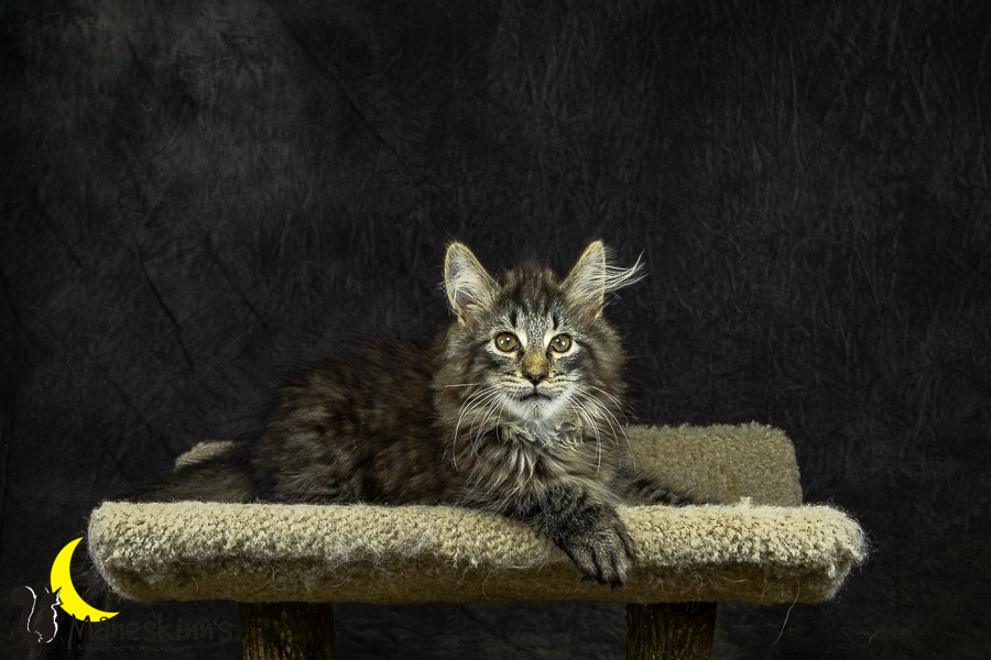 Olrik (101 Tage alt)