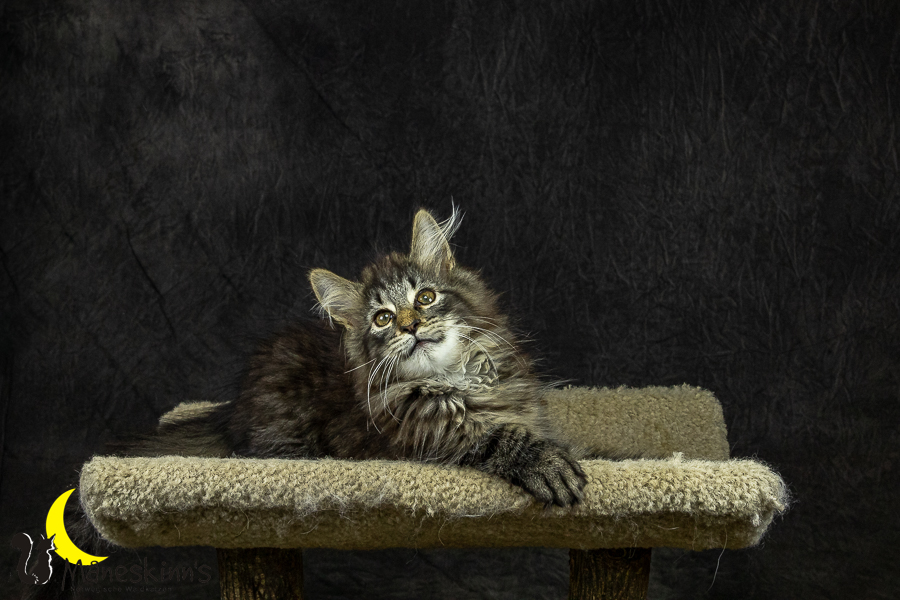 Olrik (101 Tage alt)