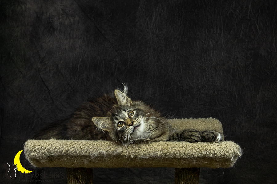 Olrik (101 Tage alt)