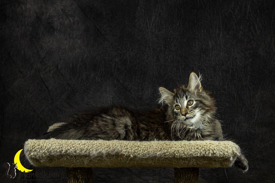 Olrik (101 Tage alt)