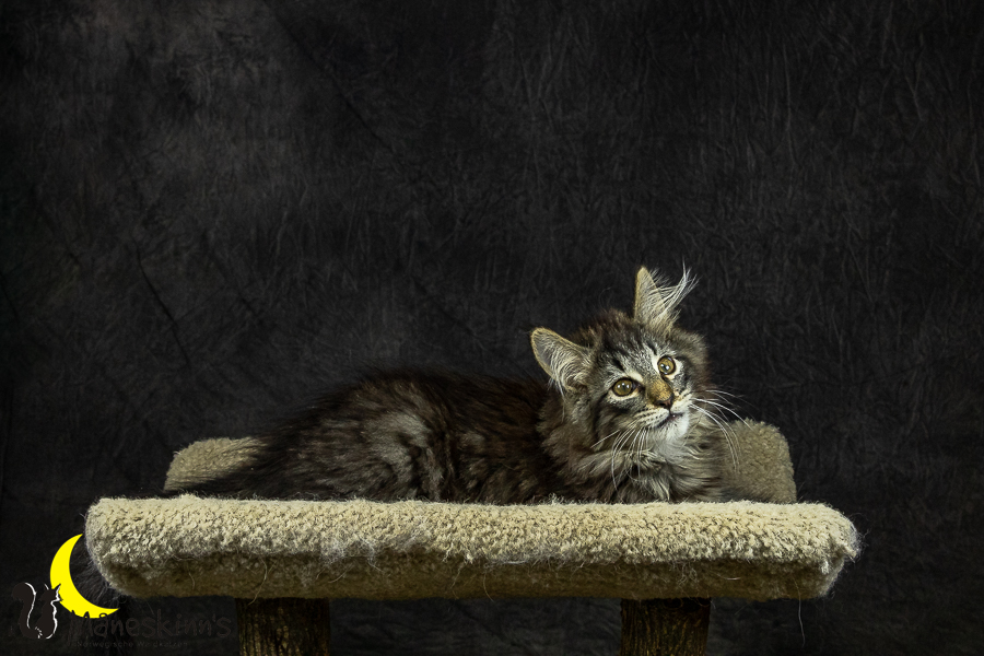 Olrik (101 Tage alt)