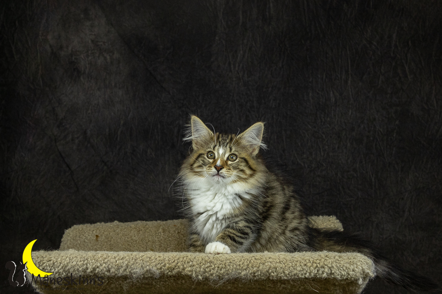 Panja (78 Tage alt)