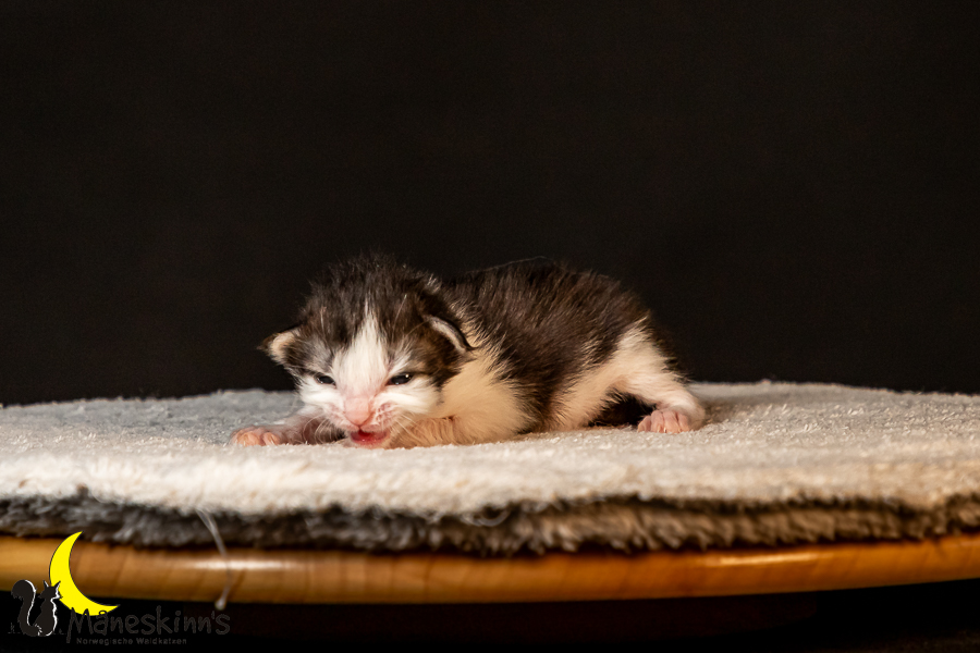 Tore (14 Tage alt)