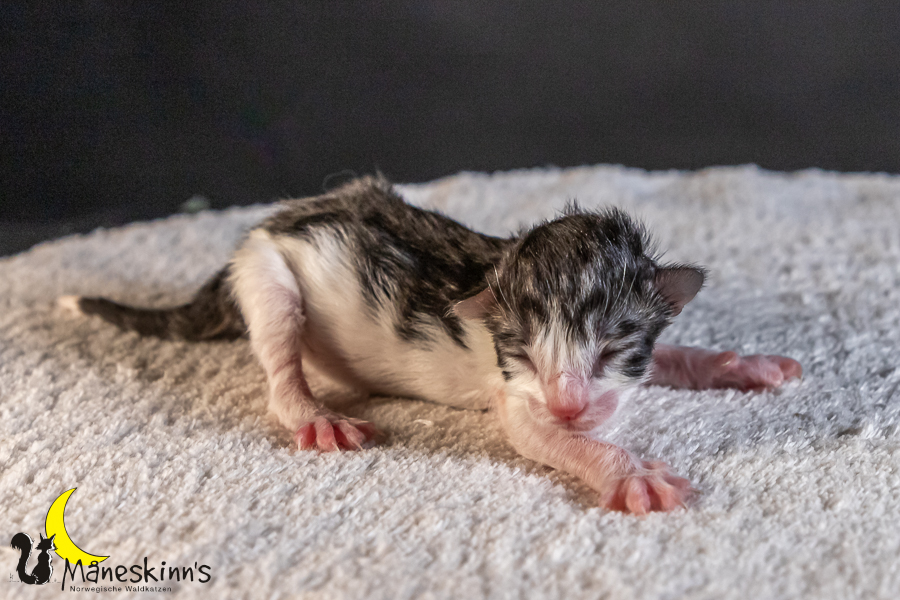 Thora (0 Tage alt)