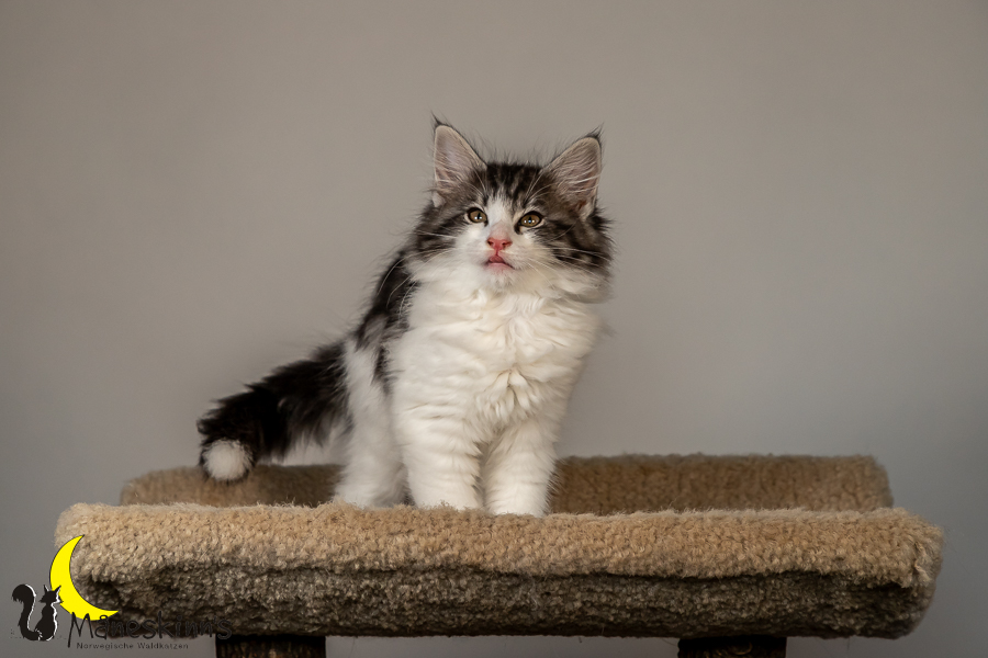 Thora (70 Tage alt)
