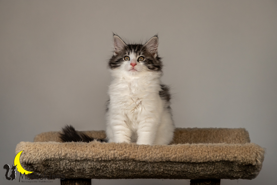Thora (70 Tage alt)
