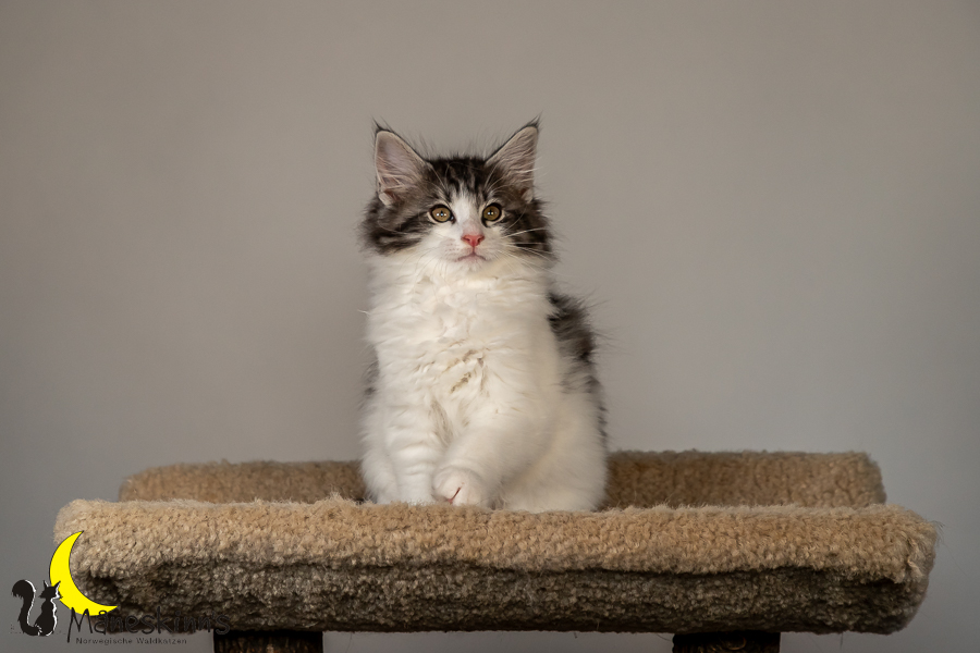 Thora (70 Tage alt)