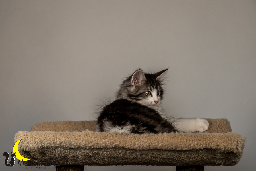 Thora (70 Tage alt)
