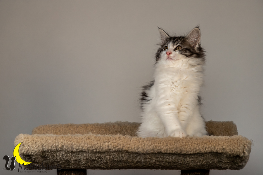Thora (70 Tage alt)