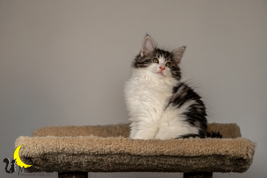Thora (70 Tage alt)
