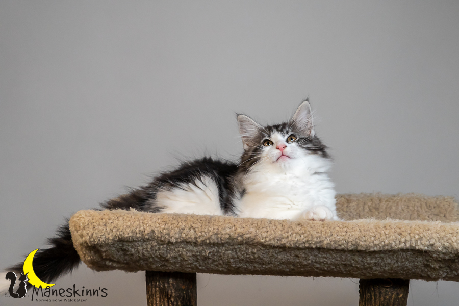 Thora (77 Tage alt)