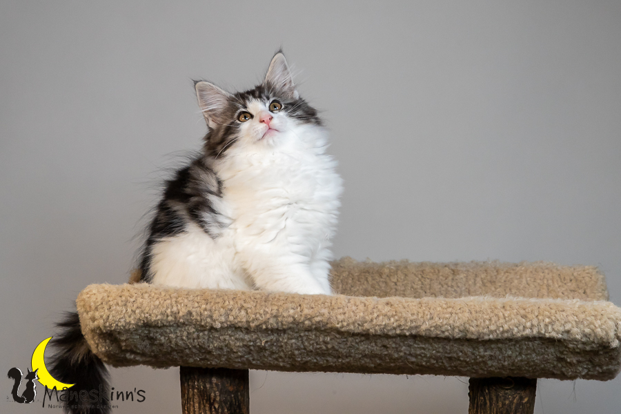 Thora (77 Tage alt)