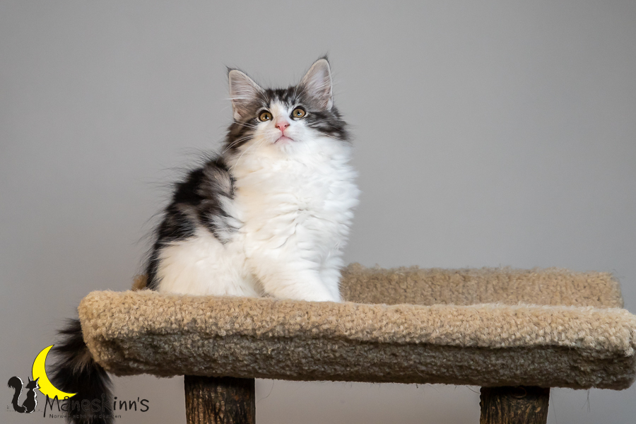 Thora (77 Tage alt)