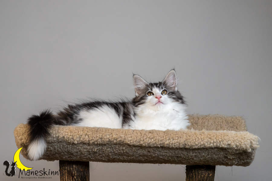 Thora (77 Tage alt)