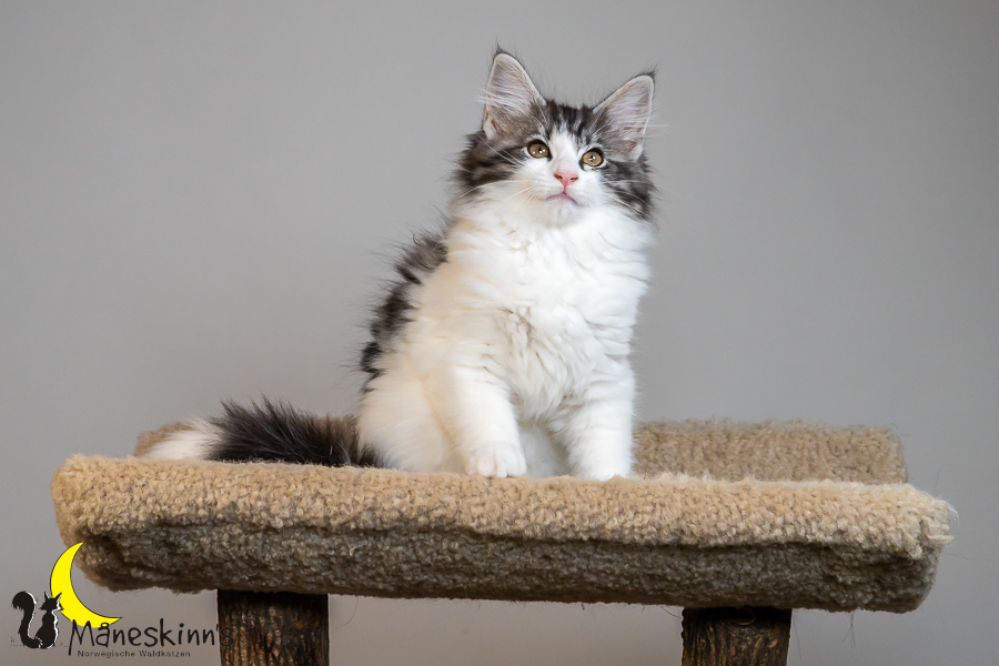 Thora (77 Tage alt)