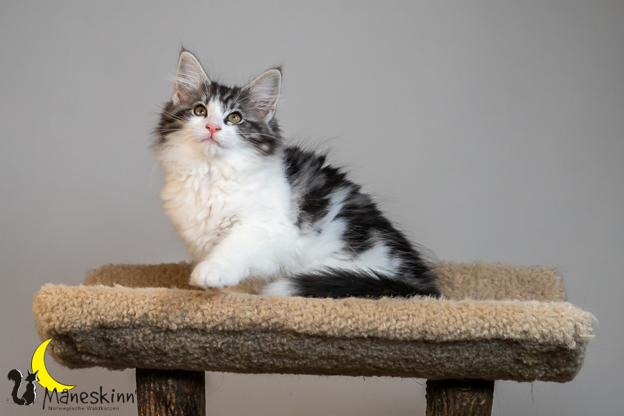 Thora (77 Tage alt)