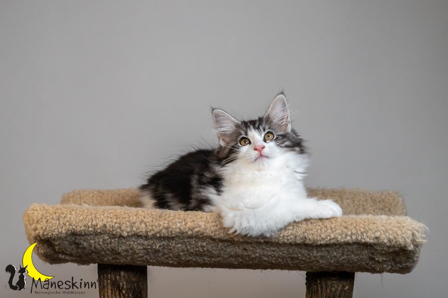 Thora (77 Tage alt)