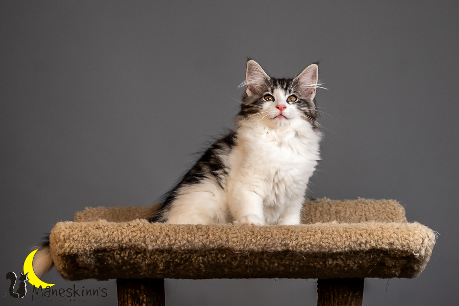 Thora (84 Tage alt)