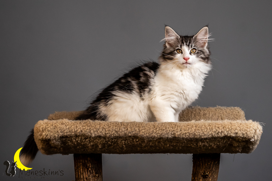 Thora (84 Tage alt)
