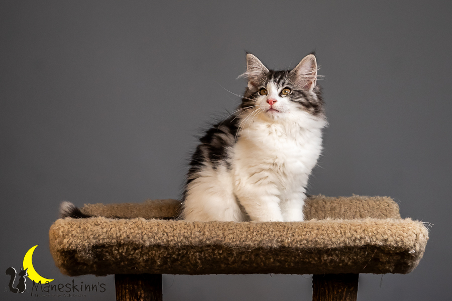 Thora (84 Tage alt)