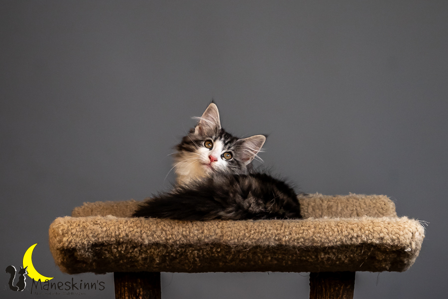 Thora (84 Tage alt)