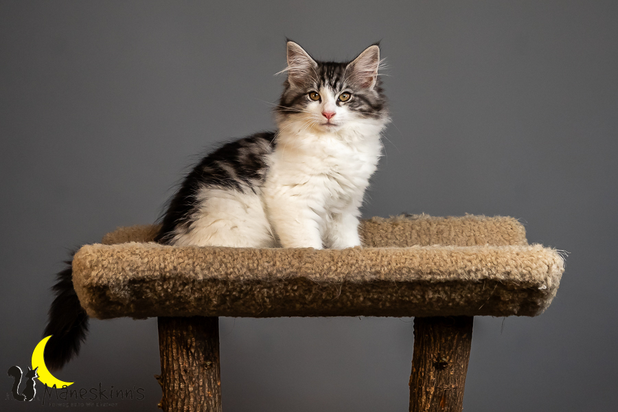 Thora (84 Tage alt)