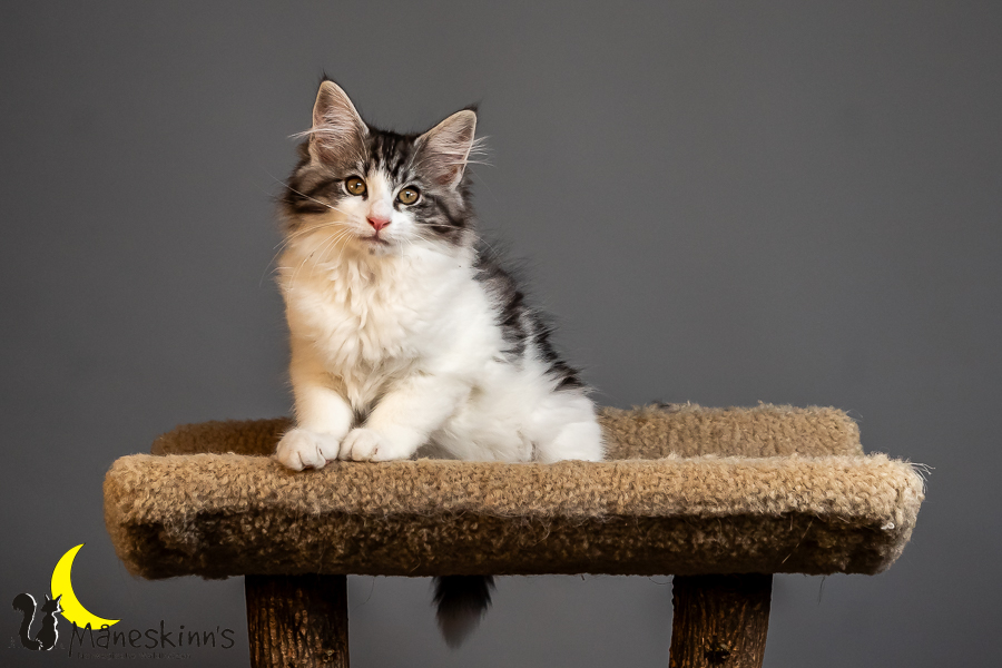 Thora (84 Tage alt)