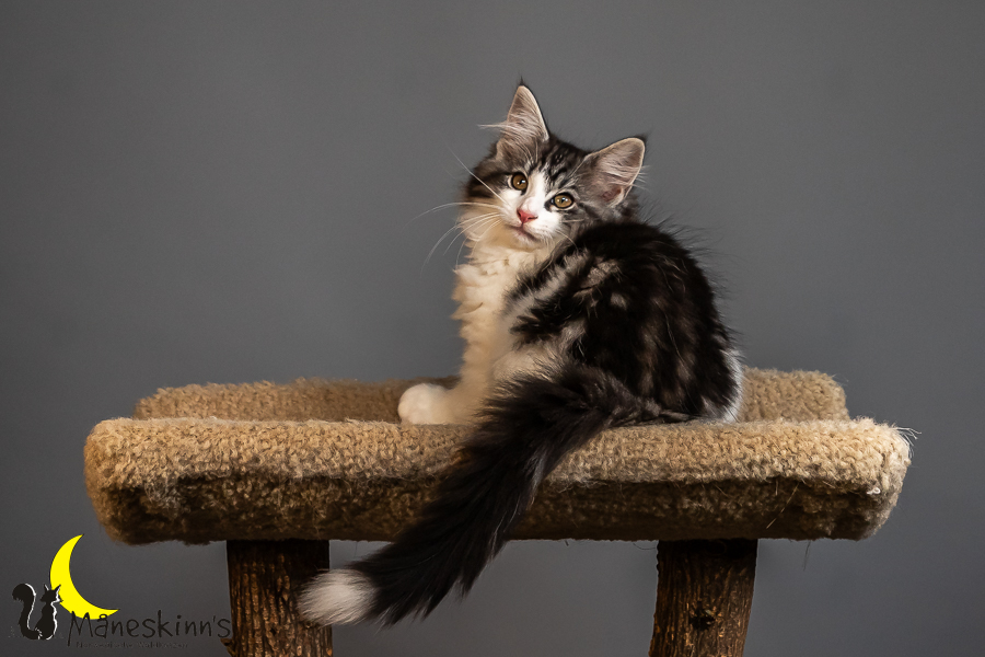 Thora (84 Tage alt)