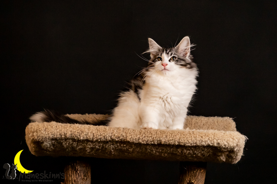 Thora (91 Tage alt)