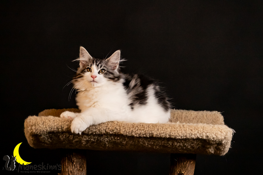 Thora (91 Tage alt)