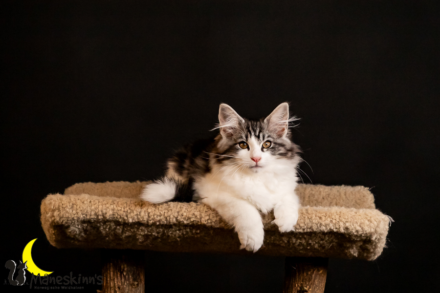 Thora (91 Tage alt)