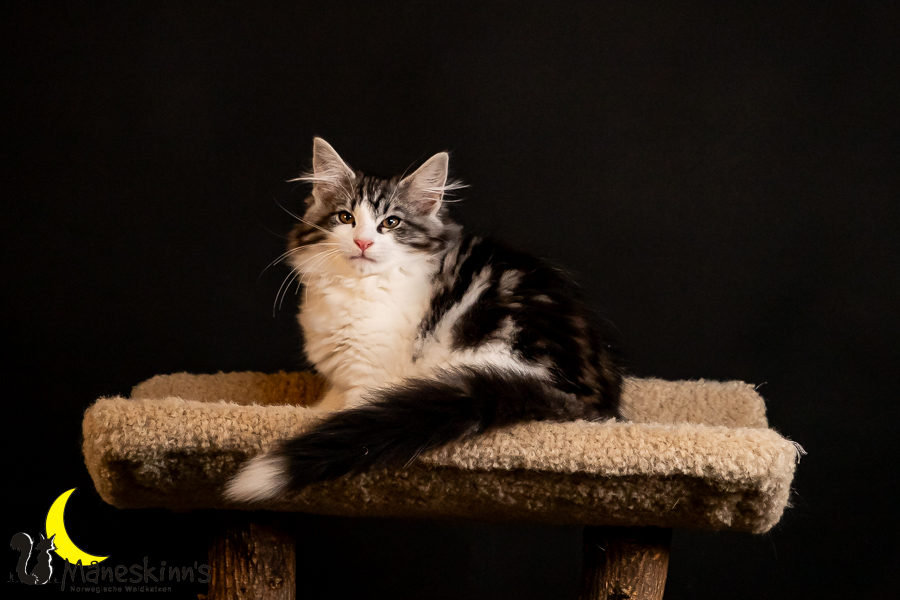 Thora (91 Tage alt)