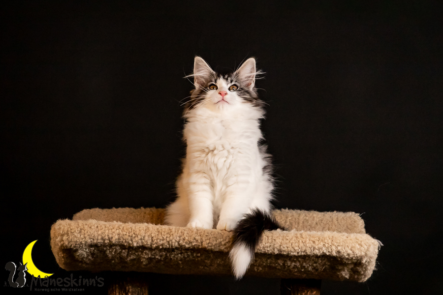 Thora (91 Tage alt)