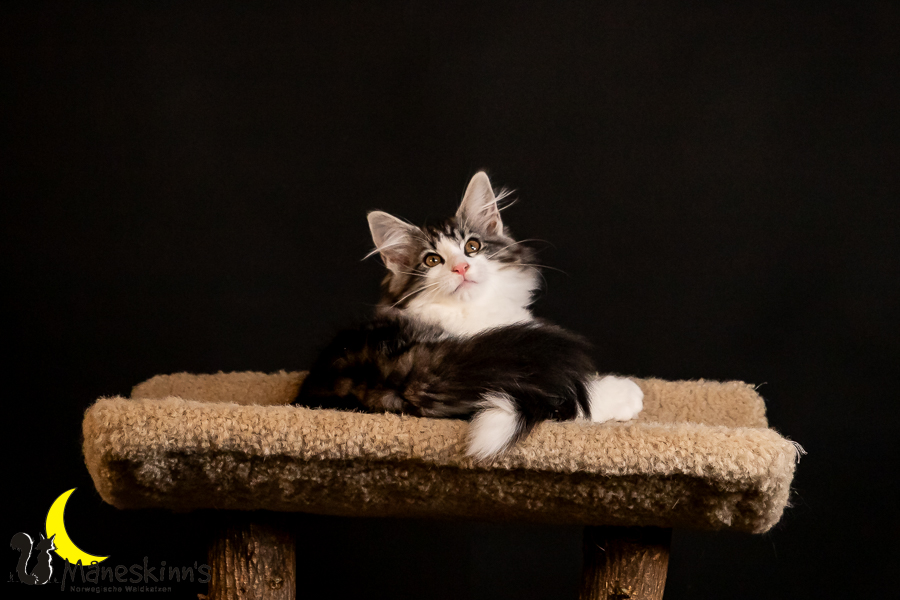 Thora (91 Tage alt)