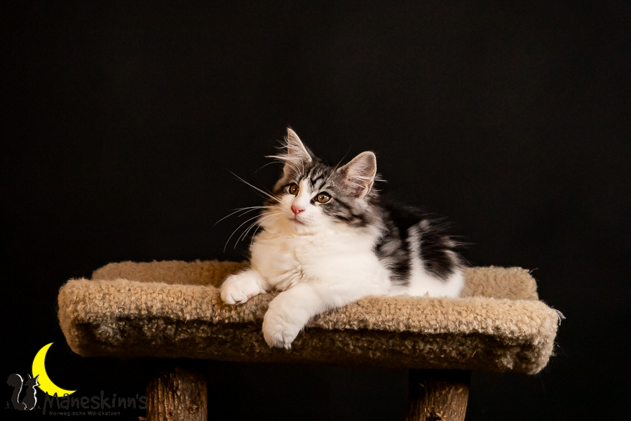 Thora (91 Tage alt)