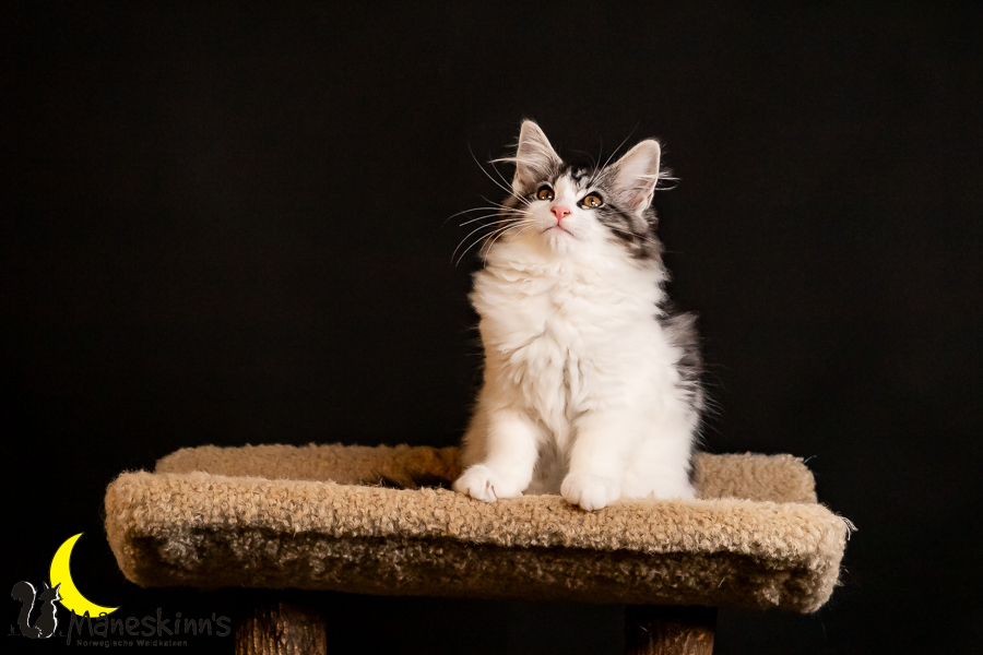 Thora (91 Tage alt)