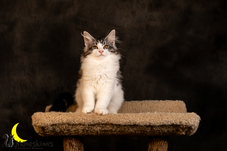 Thora (97 Tage alt)