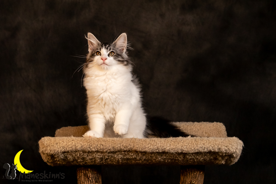 Thora (97 Tage alt)