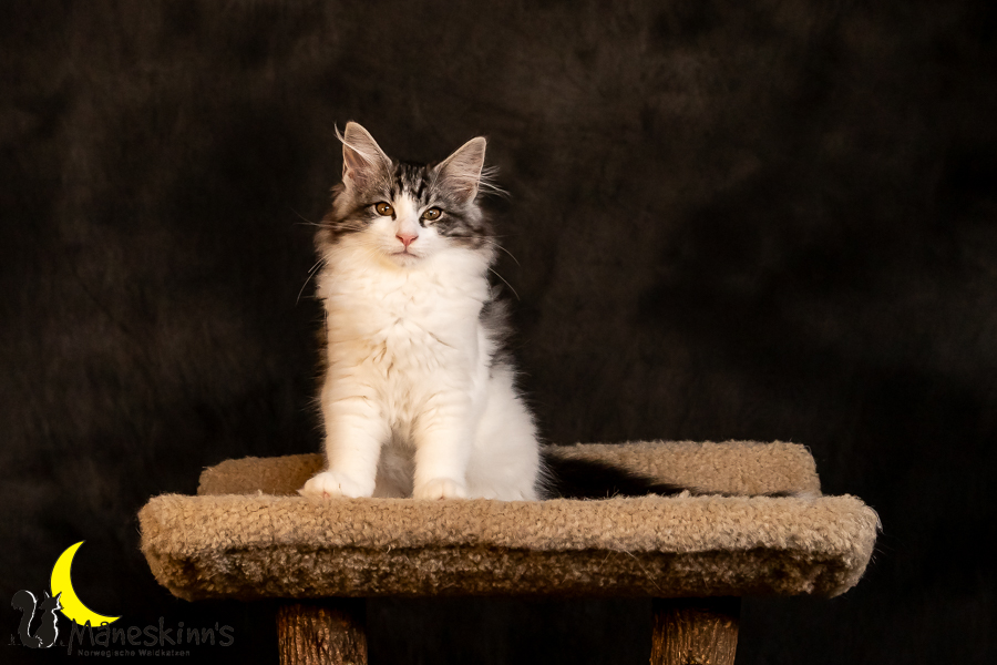 Thora (97 Tage alt)