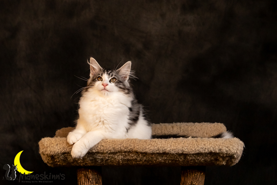 Thora (97 Tage alt)