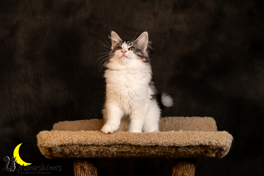 Thora (97 Tage alt)