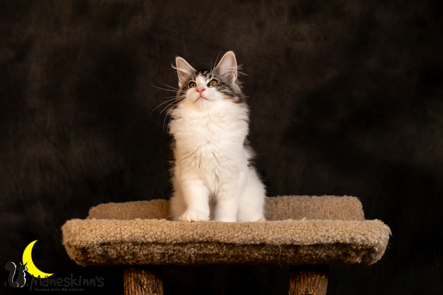 Thora (97 Tage alt)