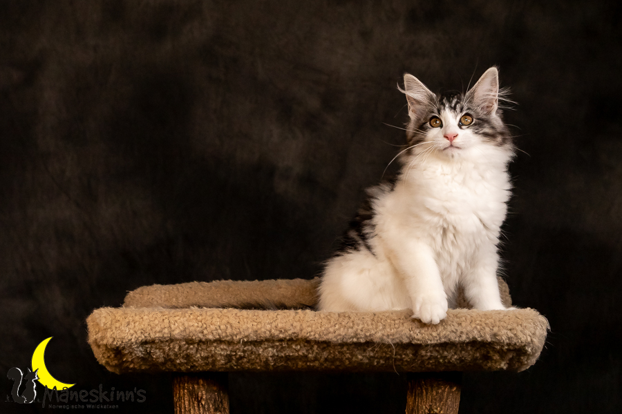 Thora (97 Tage alt)