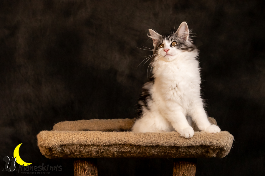 Thora (97 Tage alt)