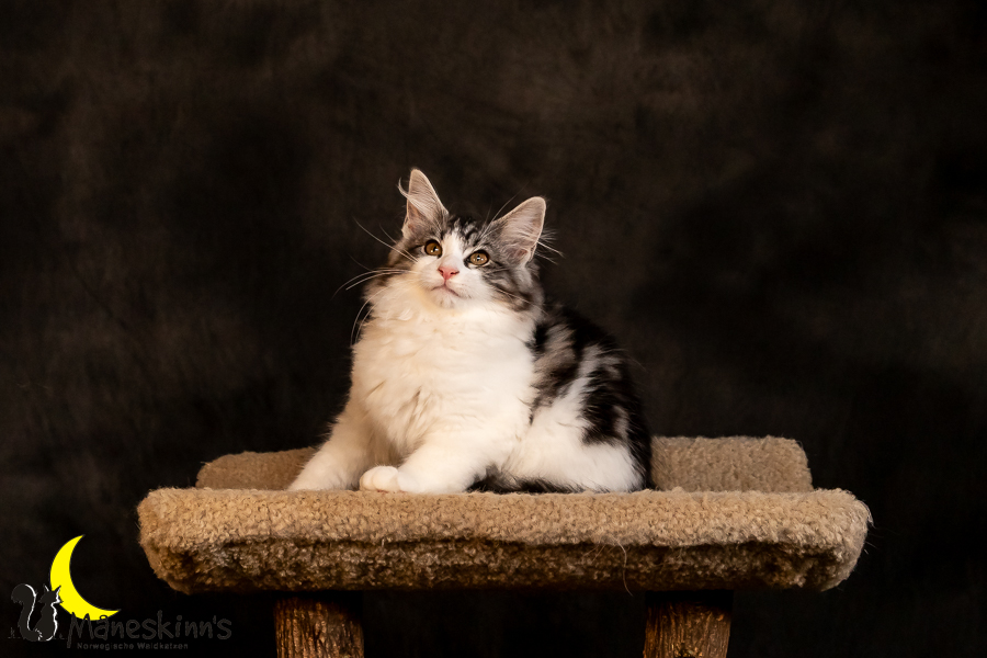 Thora (97 Tage alt)