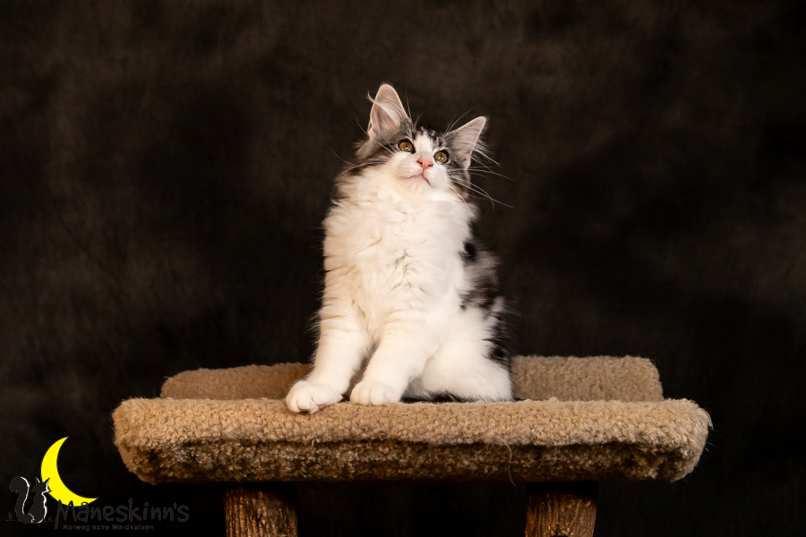 Thora (97 Tage alt)