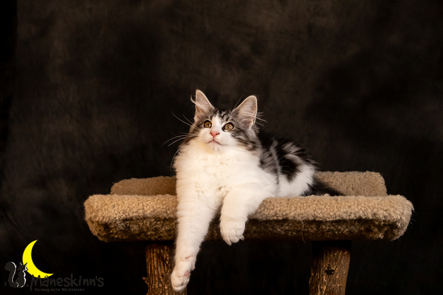 Thora (97 Tage alt)